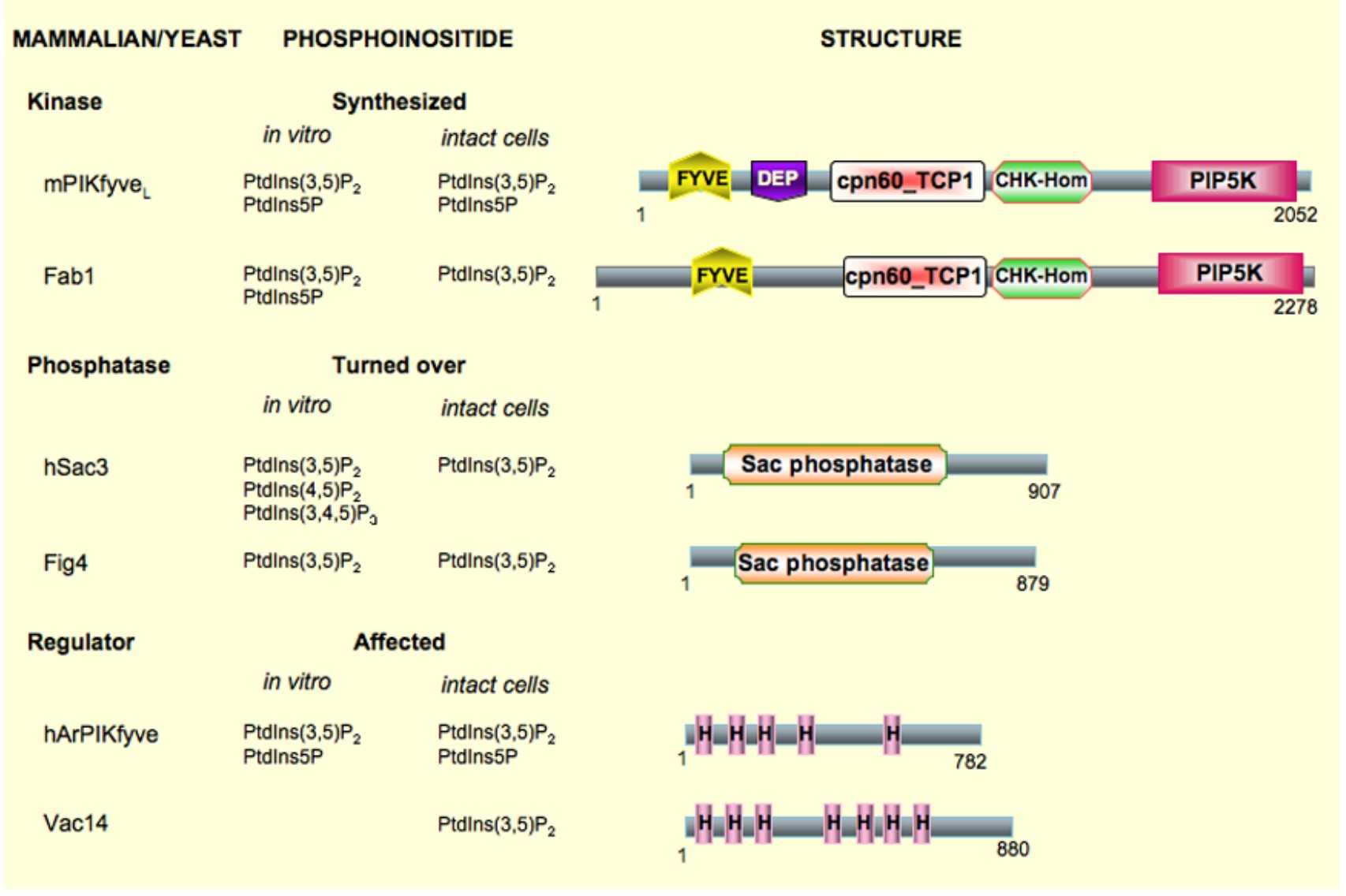 General scheme of endocytosis and proposed model for the locus and mode of action of PIKfyve and its physically associated partners.jpg